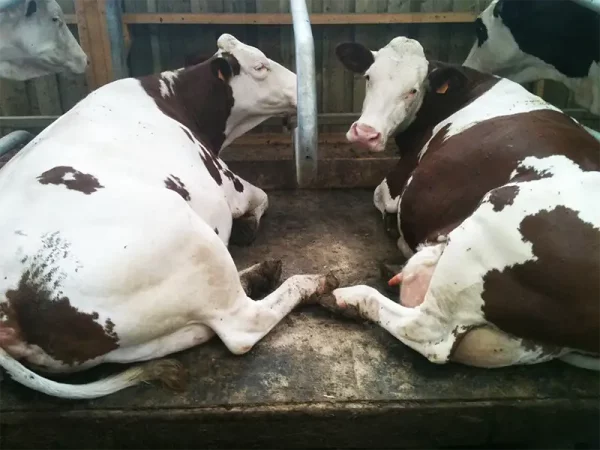 Quieta :cubicle mat for cows
