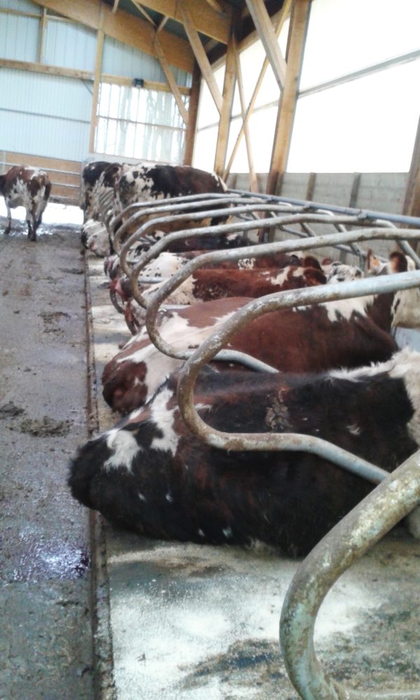 Quiéta tapis de logette pour vache