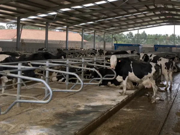 Very comfortable cubicle mattress for cows NATURA