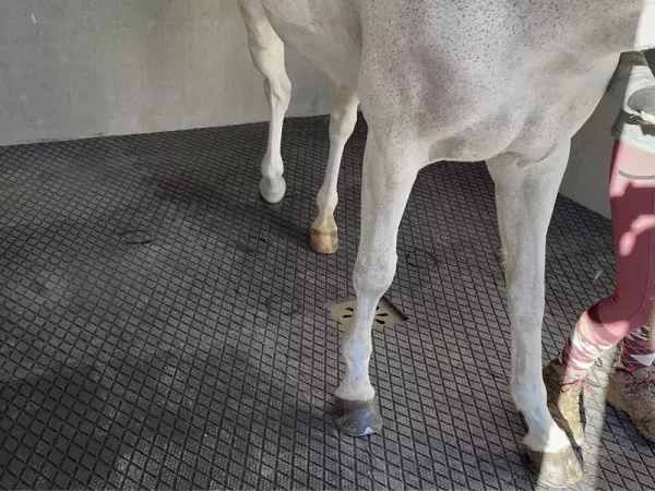 IDS : CLIP SUPER Dalle antidérapante pour la douche des chevaux