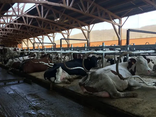 NATURA: Comfortable mattress for cows stalls with latex foam