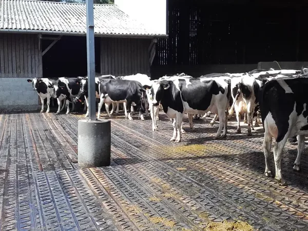 ZIGZAG : Tapis en caoutchouc pour la circulation des vaches