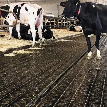 ZIG ZAG – tapis en caoutchouc pour la circulation des vaches