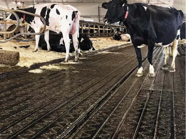 ZIG ZAG – Rubber walkway flooring for cow