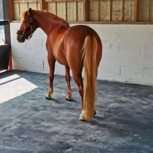 Dalle de box cheval caoutchouc antidérapante Paddock IDS - Equestra