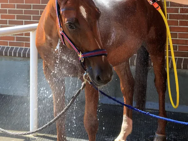 Dalle pour douche des chevaux : CLIP SUPER / HORSE