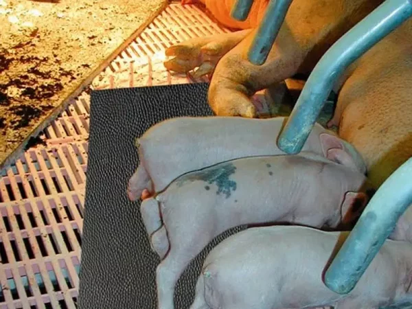 PIGLET NEST: Sleeping mat for piglets